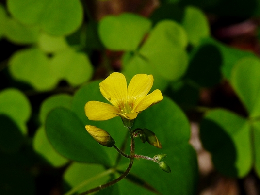 {Oxalis grandis}